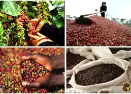 COFFEE MARKET: NOT WANT SALE, NOT NEED TO BUY