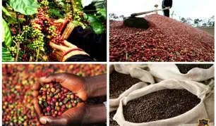 THỊ TRƯỜNG CÀ PHÊ: CHƯA MUỐN BÁN, CHƯA CẦN MUA