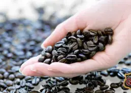 NHỮNG NGƯỜI BUÔN CÀ PHÊ