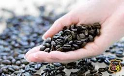 NHỮNG NGƯỜI BUÔN CÀ PHÊ