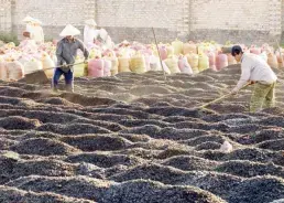 MÙI THƠM CỦA CÀ PHÊ VÀ NHỮNG GIỌT MỒ HÔI LAM LŨ