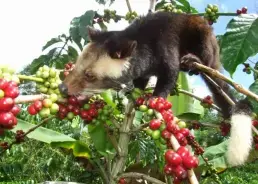  WEASEL COFFEE