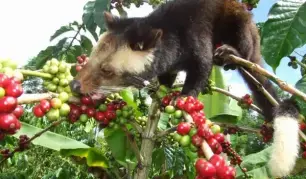 TẢN MẠN VỀ CÀ PHÊ CHỒN