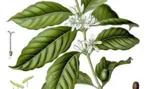 LỊCH SỬ CÂY CÀ PHÊ