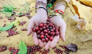 NHỮNG ĐIỀU THÚ VỊ VỀ CÀ PHÊ..CÓ THỂ BẠN CHƯA BIẾT ĐẾN.