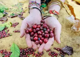 NGỪA UNG THƯ DẠ CON NHỜ CÀ PHÊ