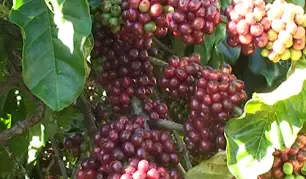 CÀ TẶC - NỖI KHỔ KHI ĐẾN MÙA