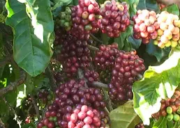 Infant Coffee – 6 Tips for Coffee Drinking Parents