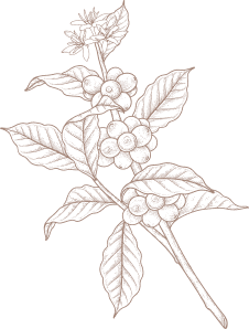 Chắt lọc và rang xay hiện đại