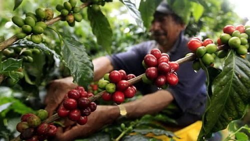 g8coffee- cà phê nguyên chất